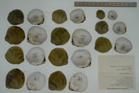 Cyprogenia stegaria image