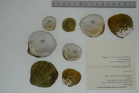 Cyprogenia stegaria image