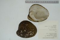 Cyprogenia stegaria image