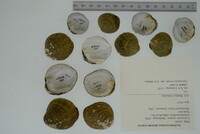 Cyprogenia stegaria image