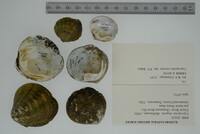 Cyprogenia stegaria image