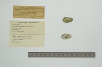 Anodontites cylindracea image