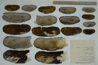 Margaritifera monodonta image