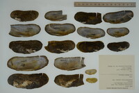 Margaritifera monodonta image