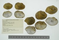 Epioblasma rangiana image