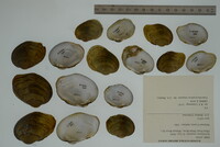 Epioblasma rangiana image