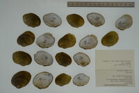 Epioblasma rangiana image