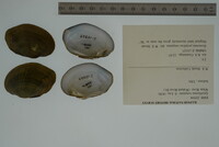 Epioblasma rangiana image