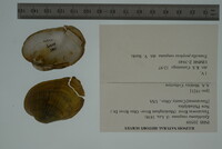 Epioblasma rangiana image