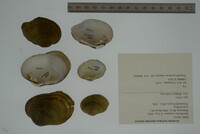 Epioblasma rangiana image