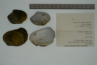 Epioblasma torulosa image