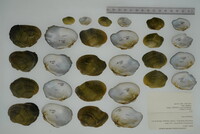 Epioblasma torulosa image