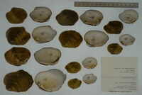 Epioblasma torulosa image