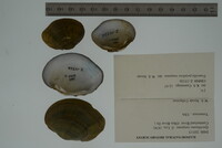 Epioblasma rangiana image