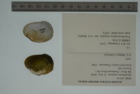 Epioblasma rangiana image