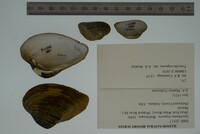 Epioblasma triquetra image