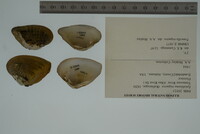 Epioblasma triquetra image