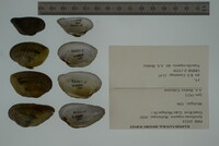 Epioblasma triquetra image