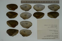 Epioblasma triquetra image