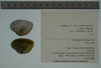 Epioblasma triquetra image