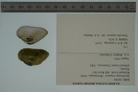 Epioblasma triquetra image