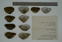 Epioblasma triquetra image