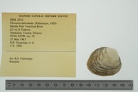 Obovaria subrotunda image