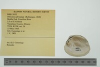 Obovaria subrotunda image