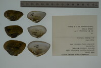 Epioblasma triquetra image