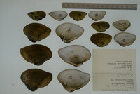 Epioblasma triquetra image