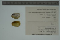 Epioblasma lenior image