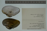 Epioblasma triquetra image