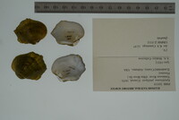 Epioblasma cincinnatiensis image