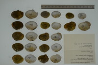 Epioblasma florentina image