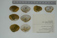 Epioblasma capsaeformis image