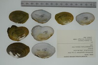 Epioblasma capsaeformis image