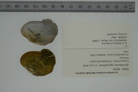 Epioblasma capsaeformis image