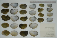 Epioblasma capsaeformis image