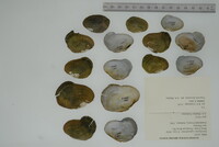 Epioblasma capsaeformis image