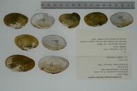 Epioblasma capsaeformis image