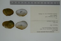 Epioblasma capsaeformis image