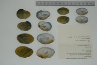 Epioblasma capsaeformis image