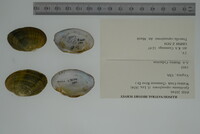 Epioblasma capsaeformis image