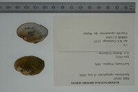 Epioblasma capsaeformis image