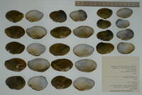 Epioblasma capsaeformis image