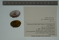 Toxolasma lividum image