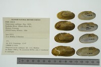 Simpsonaias ambigua image