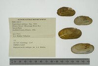 Simpsonaias ambigua image