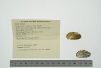 Simpsonaias ambigua image