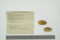 Simpsonaias ambigua image